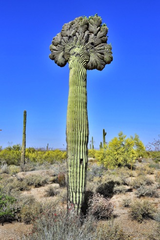 Pima Dynamite Trailhead, Scottsdalr AZ.
